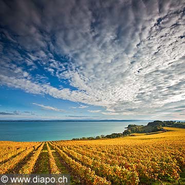 10444 - Photo : le vignoble de Cortaillod dans le canton de Neuchtel et son lac