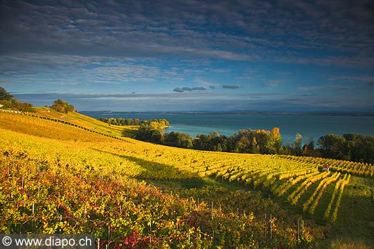 10445 - Photo :la Pointe-du-Grin et le vignoble de Cortaillod dans le canton de Neuchtel et son lac