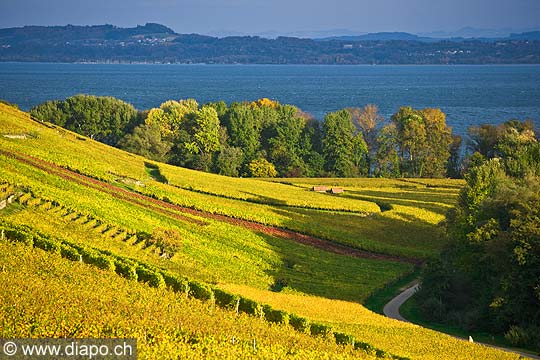 10447 - Photo :la Pointe-du-Grin et le vignoble de Cortaillod dans le canton de Neuchtel et son lac
