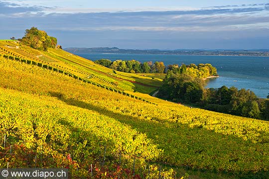 10448 - Photo :la Pointe-du-Grin et le vignoble de Cortaillod dans le canton de Neuchtel et son lac