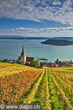 10451 - Photo : le vignoble de Ligerz avec son glise dans le canton de Berne et le lac bienne avec l'le de Saint-Pierre