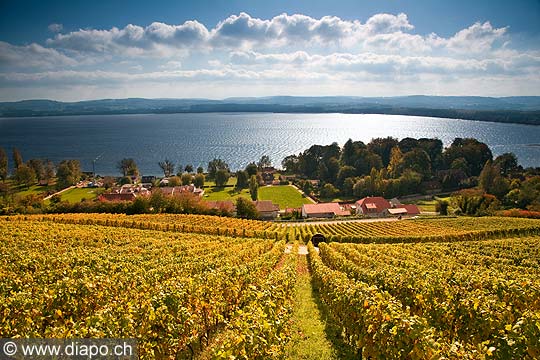 10457 - Photo : le vignoble du Vully Vaudois, sentier viticole de Vallamand et le lac de Morat