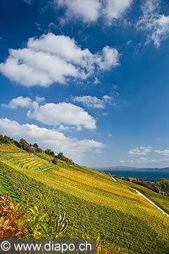10460 - Photo : le vignoble du Vully Vaudois, sentier viticole de Vallamand et le lac de Morat