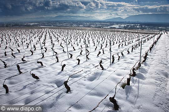 10485 - Photo : Suisse, vignoble de Genve sous la neige vers Bourdigny  - Geneva, switzerland, swiss wines - wein, schweiz