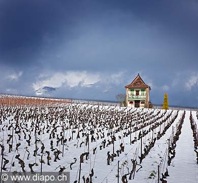 10487 - Photo : Suisse, vignoble de Genve sous la neige vers Bourdigny  - Geneva, switzerland, swiss wines - wein, schweiz