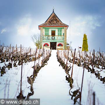 10488 - Photo : Suisse, vignoble de Genve sous la neige vers Bourdigny  - Geneva, switzerland, swiss wines - wein, schweiz