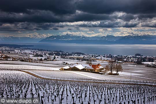 10489 - Photo : Suisse, Canton de Vaud en hiver, la Cte et son vignoble sous la neige avec le Lac Lman, Chteau de Chtagneraz - switzerland, snow, swiss wines - wein, schweiz