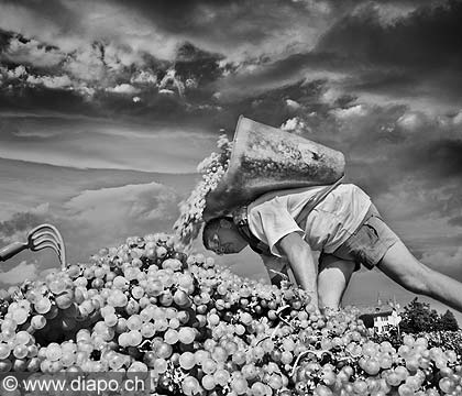 10493 - DOMAINE DU PRIEURE, les vendanges