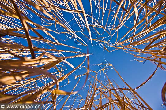 10525 - Agriculture, field, Culture agricole, Crale, Suisse, champs, ciel, tiges, avril