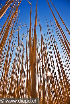 10526 - Agriculture, field, Culture agricole, Crale, Suisse, champs, ciel, tiges, soleil, avril