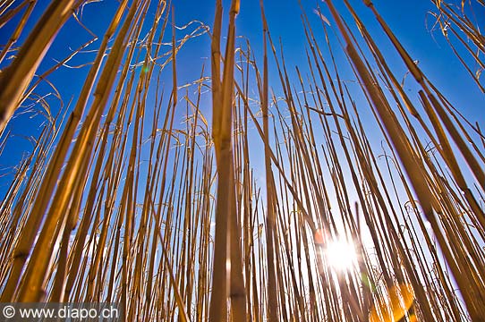 10527 - Agriculture, field, Culture agricole, Crale, Suisse, champs, ciel, tiges, soleil, avril