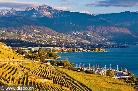 10530 - Photo : Suisse, canton de Vaud, vignoble de Lavaux en terrasses entre Chexbres et Vevey et le Lac Lman