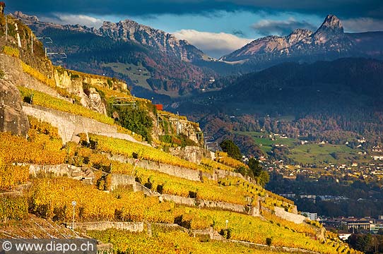 10531 - Photo : Suisse, canton de Vaud, vignoble de Lavaux en terrasses entre Chexbres et Vevey et la dent de Jaman