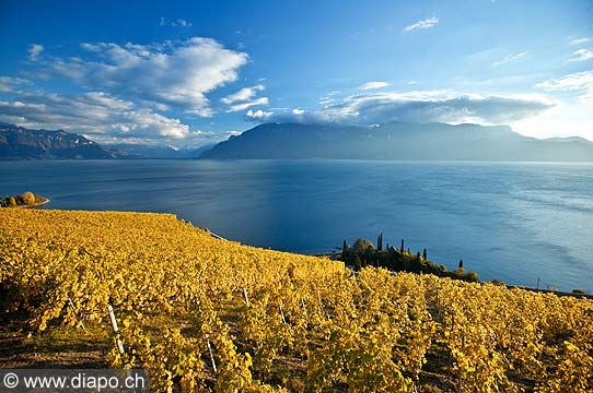 10532 - Photo : Suisse, canton de Vaud, vignoble de Lavaux en terrasses entre Chexbres et Vevey et le Lac Lman