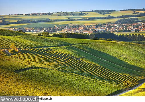 10533 - Photo: Suisse, Vaud,  vignoble d'Arnex-sur-Orbe dans les Ctes de l'Orbe