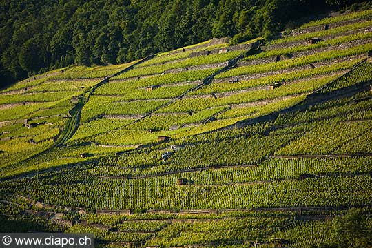10673 - Photo:le vignoble entre Yvorne et Aigle dans le Chablais