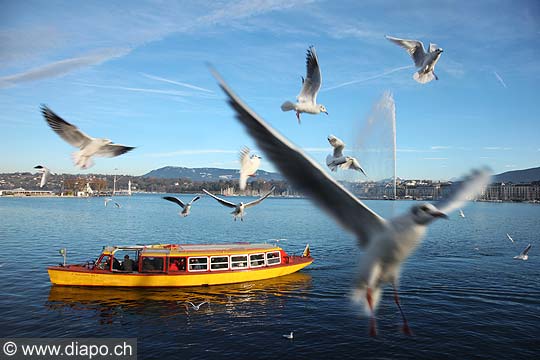 10675 - Suisse - Genve et le jet d'eau avec des mouettes