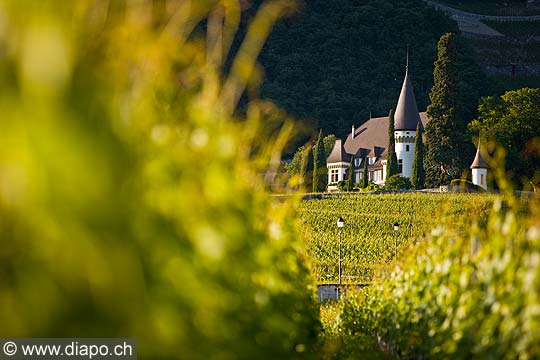 10680 - Suisse, canton de Vaud, vignoble d'Yvorne chteau Maison Blanche 