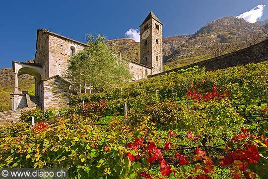 10712 - Photo: Suisse, Tessin, vignoble de Biasca, switzerland, swiss wines - wein, schweiz