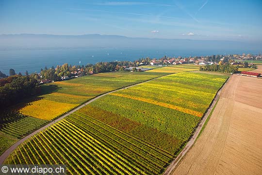 10984 - Photo : Suisse, vignoble  Anire -  Genve - Geneva, switzerland, swiss wines - wein, schweiz 