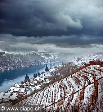 10991 - Photo - Suisse almanique, Les vignes surplombent Eglisau (Zurich) et le Rhin