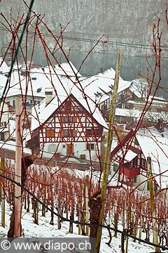 10992 - Photo - Suisse almanique, Les vignes surplombent Eglisau (Zurich) et le Rhin 