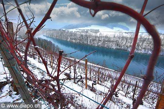 10993 - Photo - Suisse almanique, Les vignes surplombent Eglisau (Zurich) et le Rhin 