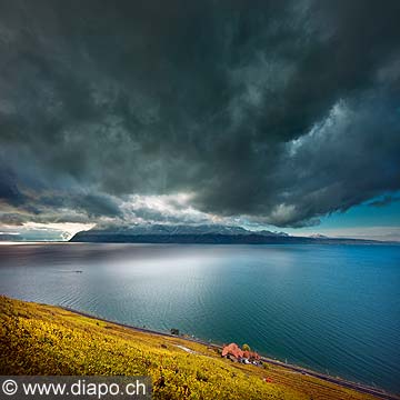 10996 - Suisse, canton de Vaud, vignoble de Lavaux, et le Lac Lman