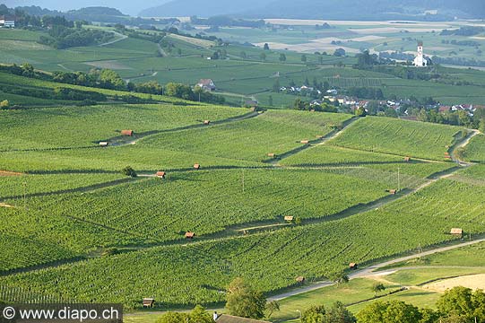 1134 - Hallau, le plus grand vignoble dun seul tenant de Suisse orientale(SH).