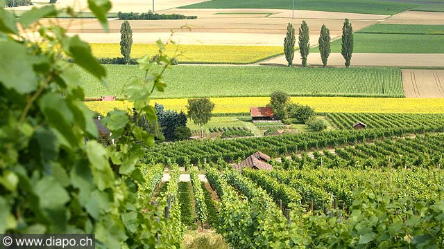 1136 - Hallau, le plus grand vignoble dun seul tenant de Suisse orientale(SH).