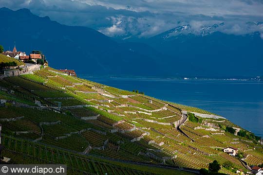 11984 -  Photo : Suisse, canton de Vaud, village de Aran - Villette, vignoble de Lavaux et le Lac Lman 
