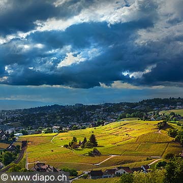 11986 -  Photo : Suisse, canton de Vaud, village de Lutry - Savuit, vignoble de Lavaux et le Lac Lman 
