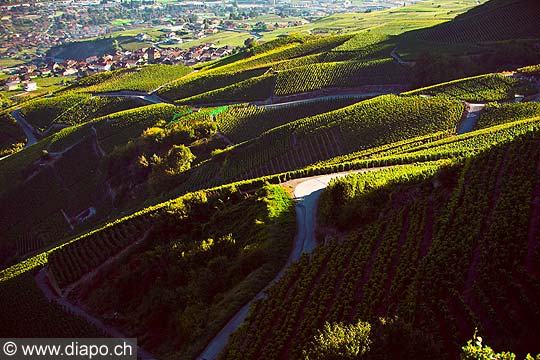12001 - Photo: Suisse, Valais, vignoble entre Sensine et Daillon ( conthey ), switzerland, swiss wines - wein, schweiz 