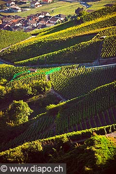 12002 - Photo: Suisse, Valais, vignoble entre Sensine et Daillon ( conthey ), switzerland, swiss wines - wein, schweiz 