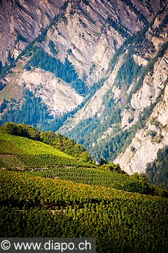 12003 - Photo: Suisse, Valais, vignoble entre Sensine et Daillon ( conthey ), switzerland, swiss wines - wein, schweiz 