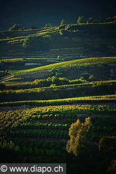 12004 - Photo: Suisse, Valais, vignoble vers conthey, switzerland, swiss wines - wein, schweiz 