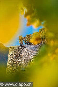 12008 - Photo: Suisse, Valais, vignoble de Sion, la Cotzette, switzerland, swiss wines - wein, schweiz 