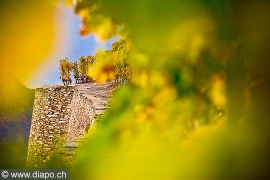 12009 - Photo: Suisse, Valais, vignoble de Sion, la Cotzette, switzerland, swiss wines - wein, schweiz 