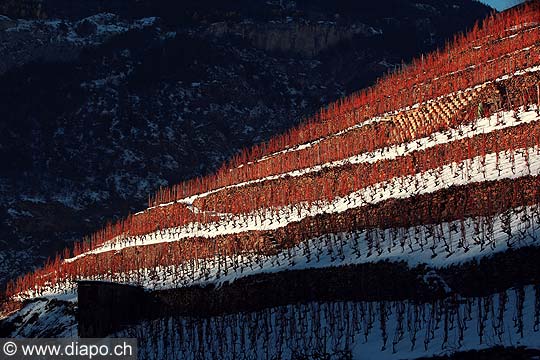 12010 - Photo: Suisse, Valais, vignoble de Visperterminen, switzerland, swiss wines - wein, schweiz 