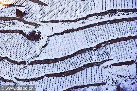 12011 - Photo: Suisse, Valais, vignoble de Visperterminen, switzerland, swiss wines - wein, schweiz 