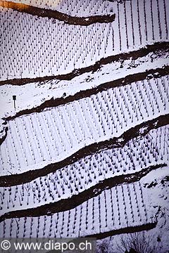 12012 - Photo: Suisse, Valais, vignoble de Visperterminen, switzerland, swiss wines - wein, schweiz 