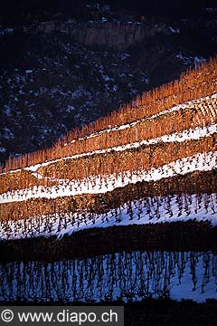 12013 - Photo: Suisse, Valais, vignoble de Visperterminen, switzerland, swiss wines - wein, schweiz 