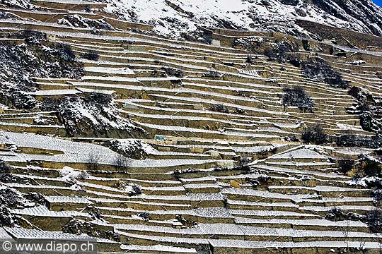 12014 - Photo: Suisse, Valais, vignoble de Sion, la Cotzette, switzerland, swiss wines - wein, schweiz 