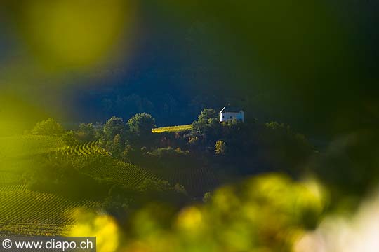 12017 - Photo: Suisse, Valais, vignoble de Salquenen, Salgesch, switzerland, swiss wines - wein, schweiz 