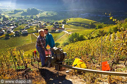12019 - Photo: Suisse, vendanges, Valais, vignoble de Salquenen, Salgesch, switzerland, swiss wines - wein, schweiz 