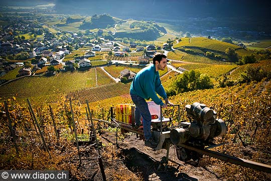 12021 - Photo: Suisse, vendanges, Valais, vignoble de Salquenen, Salgesch, switzerland, swiss wines - wein, schweiz 