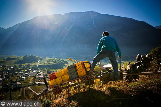 12022 - Photo: Suisse, vendanges, Valais, vignoble de Salquenen, Salgesch, switzerland, swiss wines - wein, schweiz 