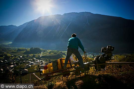 12023 - Photo: Suisse, vendanges, Valais, vignoble de Salquenen, Salgesch, switzerland, swiss wines - wein, schweiz 