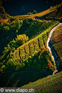 12025 - Photo: Suisse, Valais, vignoble entre Salquenen - Salgesch et Sierre, switzerland, swiss wines - wein, schweiz 