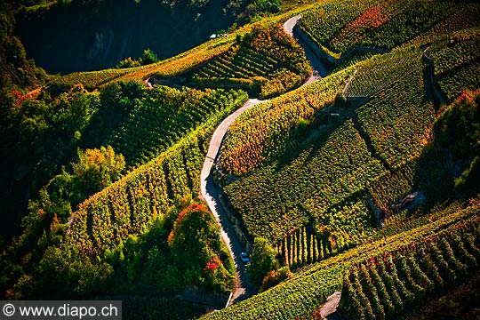 12026 - Photo: Suisse, Valais, vignoble entre Salquenen - Salgesch et Sierre, switzerland, swiss wines - wein, schweiz 